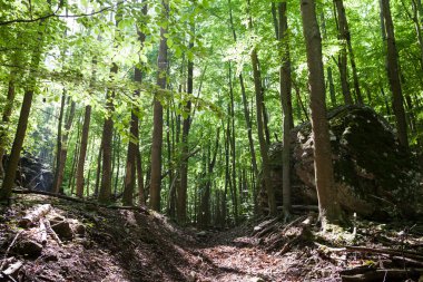 Yapraklara yeşil orman Parlatıcı