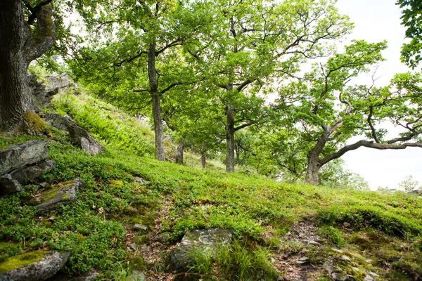 Blaubeeren in der natürlichen Umgebung — Stockfoto