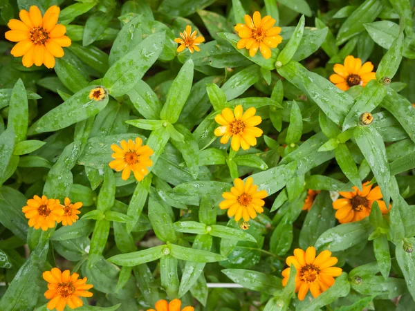 Orange zinnia flowers — Stock Photo, Image