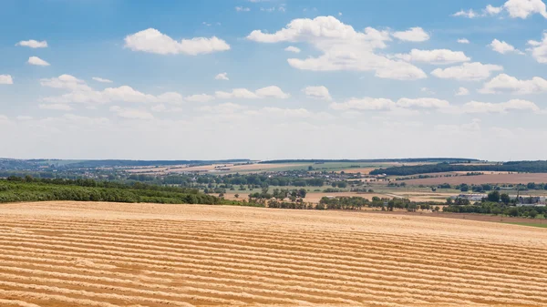 Пшеничное поле после сбора урожая — стоковое фото