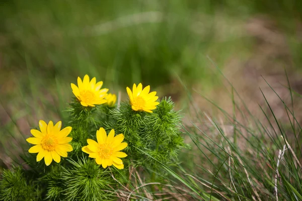 Adonis vernalis flower — Stock Photo, Image