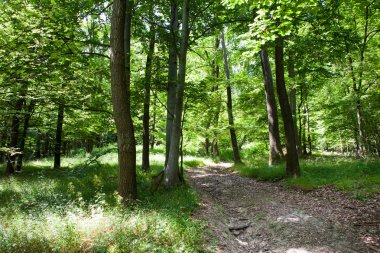 Güzel yeşil yaz ormanı