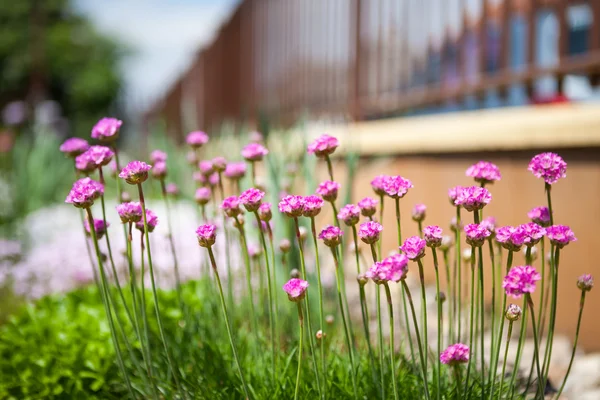 美丽的 armeria 花 — 图库照片