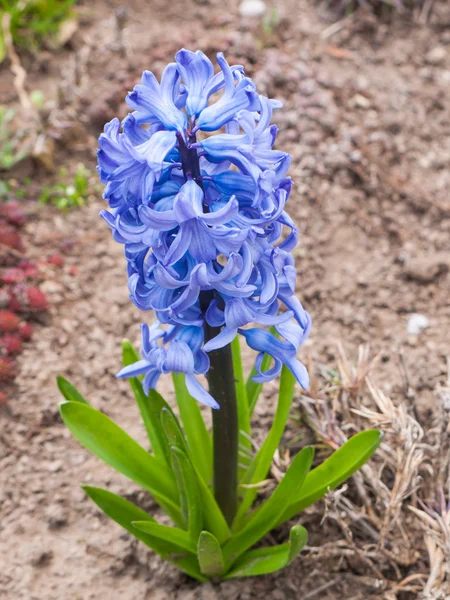 Hyacinth over garden background — Stock Photo, Image