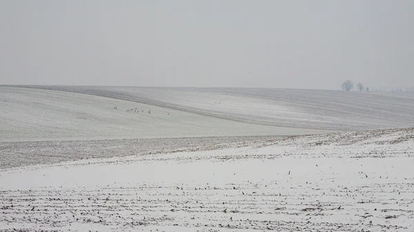 Primera nieve en los campos — Foto de Stock