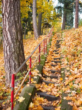 Merdivenlerden düşmüş yaprakları ile süslenmiş