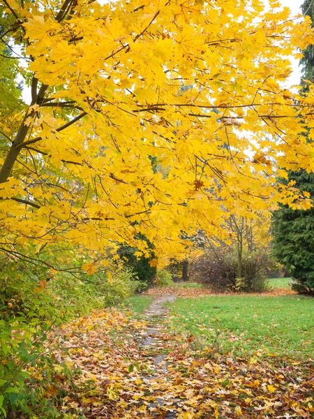 Podzimní Javor dlanitolistý — Stock fotografie