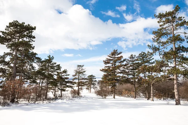Fondo de invierno con pinos — Foto de Stock