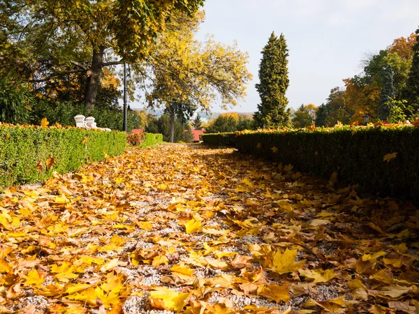 Umgestürztes Laub auf dem Gehweg — Stockfoto