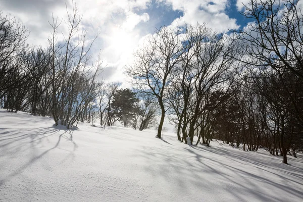 Bomen in sneeuw sneeuwstorm — Stockfoto