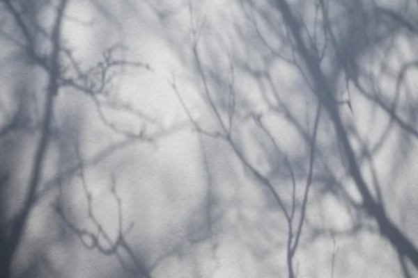 Sombra de árboles — Foto de Stock
