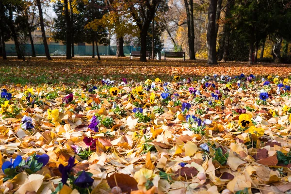 Bloemen in gevallen bladeren — Stockfoto