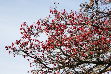 Olgun alıç kırmızı meyveler