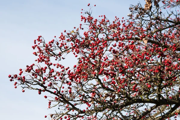 Ripe hawthorn red berries — Stock Photo, Image