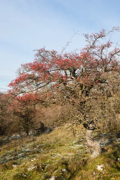 Červená hložinek na strom v přírodě — Stock fotografie