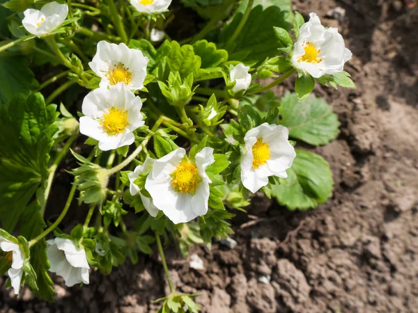 Bush blommande jordgubbar — Stockfoto