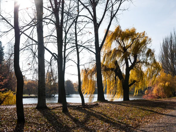 Stromy na břehu jezera — Stock fotografie