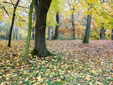 Park ağaç ve yaprakları halı