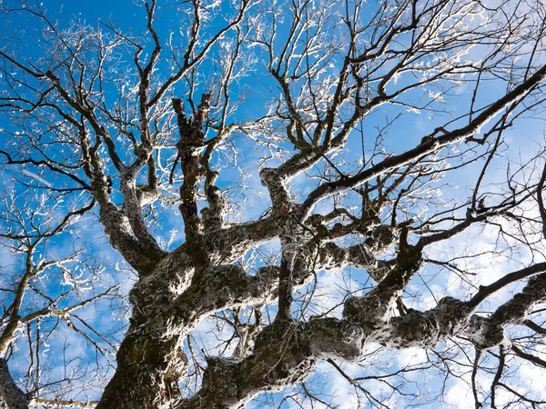 Fagyasztott fa, kék ég alatt — Stock Fotó