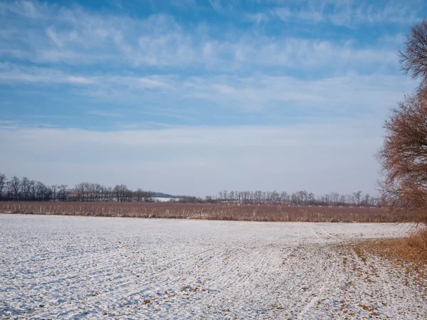 Winterszene im Weinberg — Stockfoto