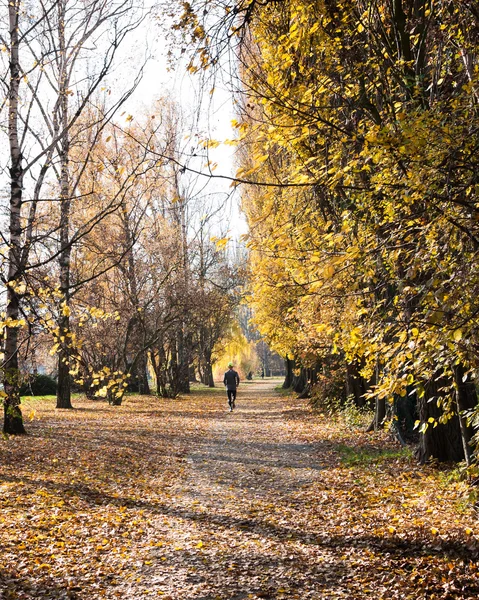 Бегун в парке — стоковое фото