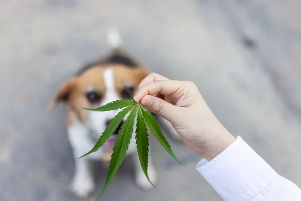 Detection beagle dog sniffing hemp leaf of marijuan