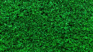 Yeşil yapraklar desen arkaplan, Doğal arkaplan ve duvar kağıdı