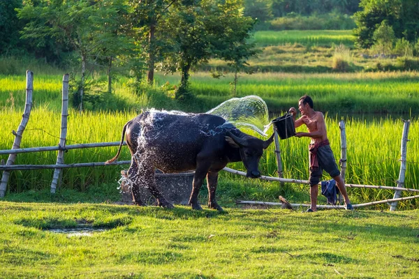 Asian Farmer Buffalo Rice Field Asian Man Loves Bathes His — Stock Fotó