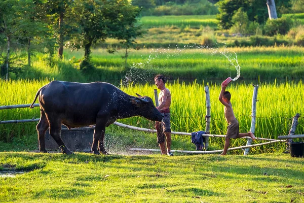 Asian Farmer Buffalo Rice Field Asian Man Loves Bathes His — Stock Fotó