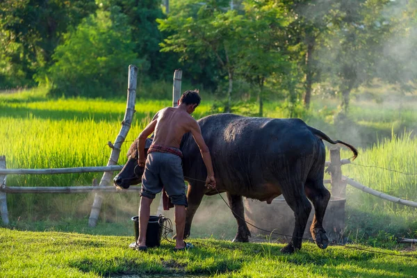 Asian Farmer Buffalo Rice Field Asian Man Loves Bathes His — Stock Fotó