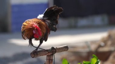 Sabahları horoz ötüyor ve horoz ötüyor, 4K