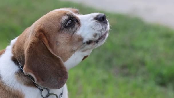 Close Leuke Beagle Puppy Blaffen Het Groene Park Langzaam Afspelen — Stockvideo