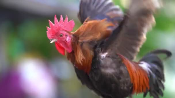 Ολόκληρο Σώμα Από Ενήλικα Κόκορα Κοτόπουλο Στη Φάρμα 4Ια — Αρχείο Βίντεο