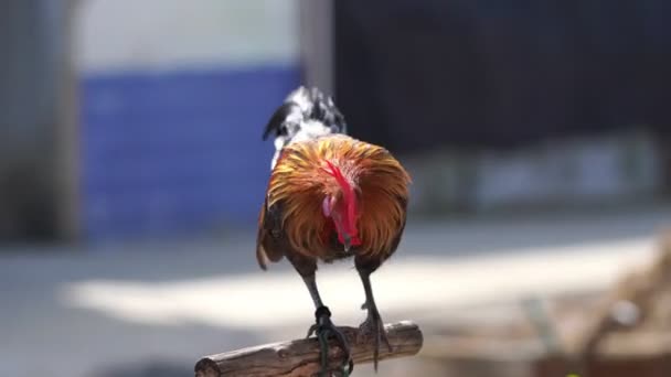 Ολόκληρο Σώμα Από Ενήλικα Κόκορα Κοτόπουλο Στη Φάρμα 4Ια — Αρχείο Βίντεο