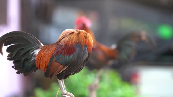 Rooster Kraaien Ochtend Geluid Kip Kraai — Stockvideo