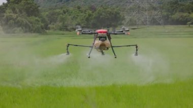 4k, pirinç kulağı üzerinde uçan dron, lahana tarlaları üzerinde süzülen çiftlik dronu gübre tarımı verimliliği yüksek teknolojili yenilikler ile artırılabilir. Bir çiftçi pilotu, bir çiftliğin üzerinde İHA uçuruyor..