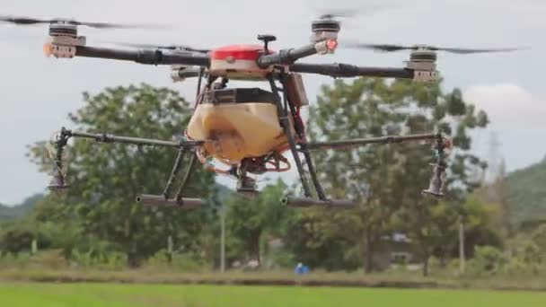 Drone Que Vuela Sobre Oreja Del Arroz Drone Granja Que — Vídeos de Stock
