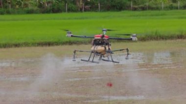 4k, pirinç kulağı üzerinde uçan dron, lahana tarlaları üzerinde süzülen çiftlik dronu gübre tarımı verimliliği yüksek teknolojili yenilikler ile artırılabilir. Bir çiftçi pilotu, bir çiftliğin üzerinde İHA uçuruyor..