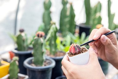Elinde kaktüs tenceresi tutan bir kadının eli. Bir kadın bahçıvanın cam bir vazoya sulu şeyler nakledip botanik floraryum oluşturduğu yakın plan..