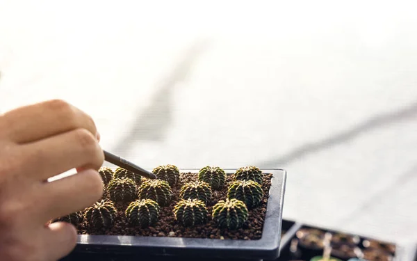 Hand Van Een Vrouw Die Een Cactus Pot Vasthoudt Close — Stockfoto