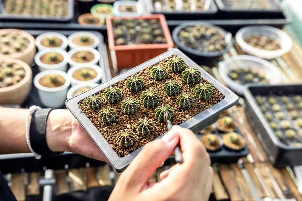 Hand Van Een Vrouw Die Een Cactus Pot Vasthoudt Close — Stockfoto