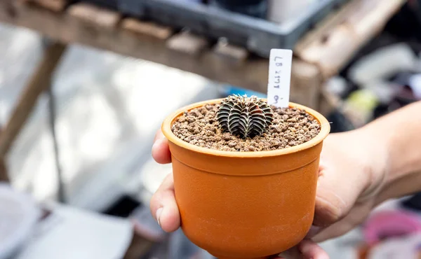 Hand Van Een Vrouw Die Een Cactus Pot Vasthoudt Close — Stockfoto