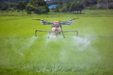 Tarım araçları pirinç tarlalarının üzerinde süzülüp gübre püskürtüyor. Çiftçiler pirinç tarlalarına gübre püskürtmek için dron kullandılar. Tarım teknolojisi kavramı