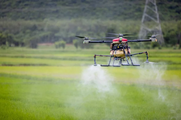Tarım araçları pirinç tarlalarının üzerinde süzülüp gübre püskürtüyor. Çiftçiler pirinç tarlalarına gübre püskürtmek için dron kullandılar. Tarım teknolojisi kavramı