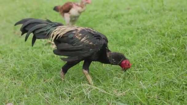 Sull Erba Verde Thailandia Gallo Cammina Cerca Cibo — Video Stock