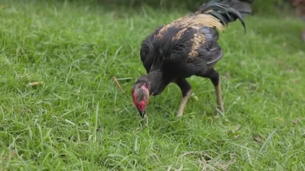 Sull Erba Verde Thailandia Gallo Cammina Cerca Cibo — Video Stock