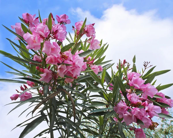 Pembe zakkum çiçekleri — Stok fotoğraf