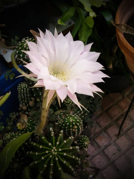 Květ kaktusu — Stock fotografie
