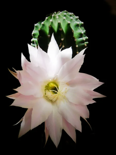 Květ kaktusu — Stock fotografie