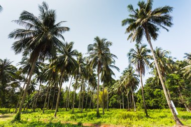 Güzel tropik ada Koh Chang